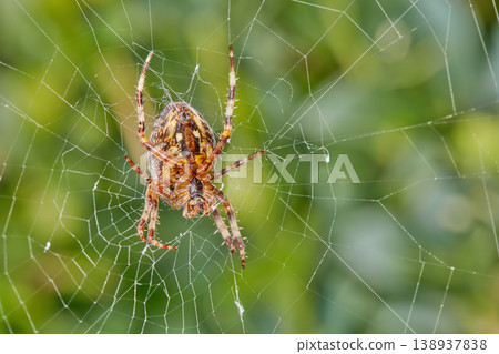 The Walnut Orb-weaver Spider. Closeup of a spider in a web against blur leafy background. An eight legged Walnut orb weaver spider making a cobweb in nature surrounded by green trees. The Walnut Orb-weaver Spider. Closeup of a spider in a web against blur leafy background. An eight legged Walnut orb weaver spider making a cobweb in nature surrounded by green trees. 138937838