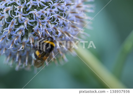 Large bumble bee on a thistle. Purple flower Echinops sphaerocephalus. Blue great globe thistle or pale purple flowering plant. Bumble bee and Perfect attracting pollinator blossoming flower. Large bumble bee on a thistle. Purple flower Echinops sphaerocephalus. Blue great globe thistle or pale purple flowering plant. Bumble bee and Perfect attracting pollinator blossoming flower. 138937936