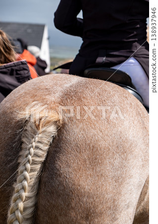 Braided horse tail in County Donegal, Ireland Braided horse tail in County Donegal, Ireland 138937946