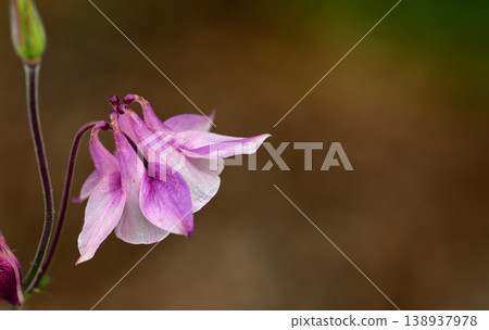 Closeup of one pink and white flower in blur garden background. A flowerhead of a petticoat pink plant growing outside. Purple grannys bonnet flowers blooming in a park or backyard during summertime 138937978