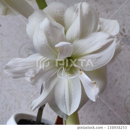Hippeastrum amaryllis Marilyn. Large blooming flower white color. Blooming flower with many white petals on green stem with green leaves. Decorative houseplant. Inflorescence of blossoming flower 138938253