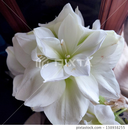 Hippeastrum amaryllis Marilyn. Large blooming flower white color. Blooming flower with many white petals on green stem with green leaves. Decorative houseplant. Inflorescence of blossoming flower 138938255