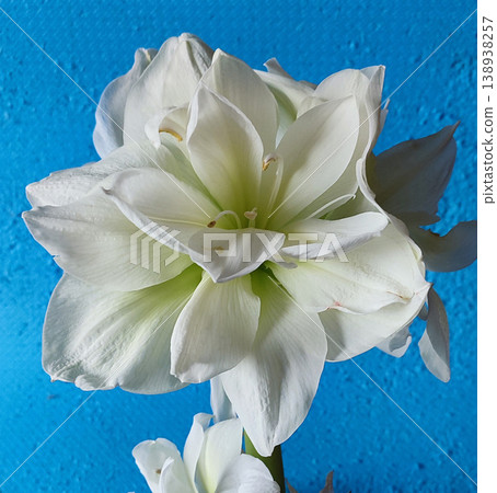 Hippeastrum amaryllis Marilyn. Large blooming flower white color. Blooming flower with many white petals on green stem with green leaves. Decorative houseplant. Inflorescence of blossoming flower Hippeastrum amaryllis Marilyn. Large blooming flower white color. Blooming flower with many white petals on green stem with green leaves. Decorative houseplant. Inflorescence of blossoming flower 138938257