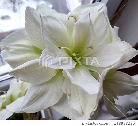Hippeastrum amaryllis Marilyn. Large blooming flower white color. Blooming flower with many white petals on green stem with green leaves. Decorative houseplant. Inflorescence of blossoming flower 138938259