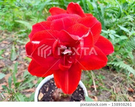 Hippeastrum amaryllis Red Nymph. Large blooming flower red color. Large blooming flower with red petals on green stem with green leaves. Decorative houseplant. Inflorescence of blossoming flower 138938261