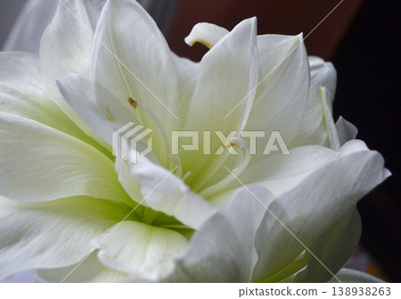 Hippeastrum amaryllis Marilyn. Large blooming flower white color. Blooming flower with many white petals on green stem with green leaves. Decorative houseplant. Inflorescence of blossoming flower 138938263