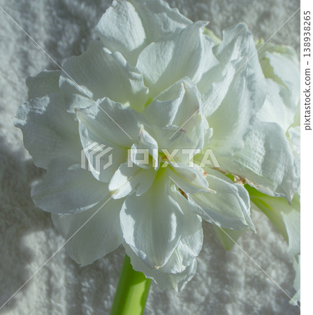 Hippeastrum amaryllis Polar Belle. Large blooming flower white color. Blooming flower with many white petals on green stem with green leaves. Decorative houseplant. Inflorescence of blossoming flower 138938265