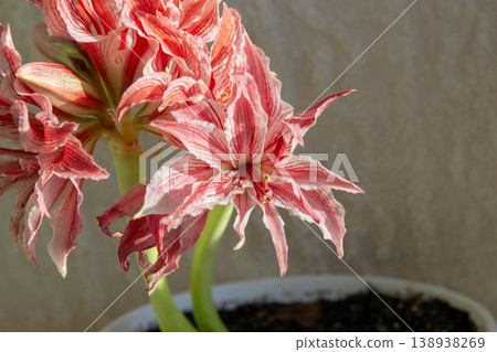 Hippeastrum amaryllis Doublet close-up. Large blooming flower red white color. Blooming flower with red petals on green stem with green leaves. Decorative houseplant. Inflorescence blossoming flower Hippeastrum amaryllis Doublet close-up. Large blooming flower red white color. Blooming flower with red petals on green stem with green leaves. Decorative houseplant. Inflorescence blossoming flower 138938269