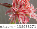 Hippeastrum amaryllis Doublet close-up. Large blooming flower red white color. Blooming flower with red petals on green stem with green leaves. Decorative houseplant. Inflorescence blossoming flower 138938271