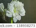 Hippeastrum amaryllis Polar Belle. Large blooming flower white color. Blooming flower with many white petals on green stem with green leaves. Decorative houseplant. Inflorescence of blossoming flower 138938273
