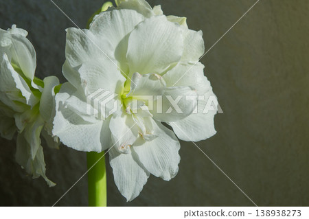 Hippeastrum amaryllis Polar Belle. Large blooming flower white color. Blooming flower with many white petals on green stem with green leaves. Decorative houseplant. Inflorescence of blossoming flower Hippeastrum amaryllis Polar Belle. Large blooming flower white color. Blooming flower with many white petals on green stem with green leaves. Decorative houseplant. Inflorescence of blossoming flower 138938273