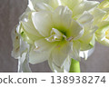Hippeastrum amaryllis Polar Belle. Large blooming flower white color. Blooming flower with many white petals on green stem with green leaves. Decorative houseplant. Inflorescence of blossoming flower 138938274