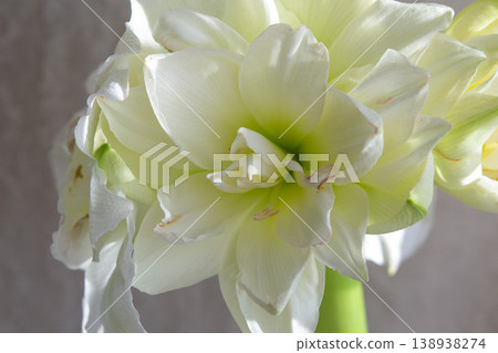 Hippeastrum amaryllis Polar Belle. Large blooming flower white color. Blooming flower with many white petals on green stem with green leaves. Decorative houseplant. Inflorescence of blossoming flower 138938274
