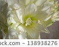 Hippeastrum amaryllis Polar Belle. Large blooming flower white color. Blooming flower with many white petals on green stem with green leaves. Decorative houseplant. Inflorescence of blossoming flower 138938276