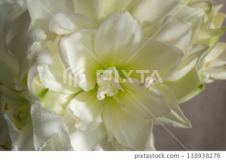 Hippeastrum amaryllis Polar Belle. Large blooming flower white color. Blooming flower with many white petals on green stem with green leaves. Decorative houseplant. Inflorescence of blossoming flower Hippeastrum amaryllis Polar Belle. Large blooming flower white color. Blooming flower with many white petals on green stem with green leaves. Decorative houseplant. Inflorescence of blossoming flower 138938276