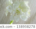 Hippeastrum amaryllis Polar Belle. Large blooming flower white color. Blooming flower with many white petals on green stem with green leaves. Decorative houseplant. Inflorescence of blossoming flower 138938278