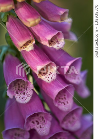 Colorful foxgloves - digitalis purpurea Colorful foxgloves - digitalis purpurea 138938370