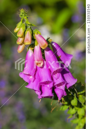Foxglove or Digitalis Purpurea is in full bloom and growing in the garden. Purple flower or flowerhead blossoming with lush green trees in the background. Closeup of a plant or flora on a summer day 138938540