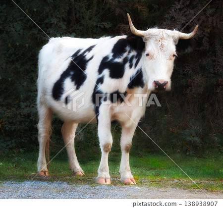 Full length of Holstein cow standing alone on farm. Portrait of hairy black and white animal isolated on remote farmland and agriculture estate with copyspace. Raising live cattle for dairy industry Full length of Holstein cow standing alone on farm. Portrait of hairy black and white animal isolated on remote farmland and agriculture estate with copyspace. Raising live cattle for dairy industry 138938907
