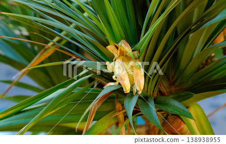 Screw pine tree with edible fruit growing in a garden in a tropical environment. Closeup of pandanus tectorius species of plant with long green leaves blooming and blossoming in nature on a sunny day 138938955