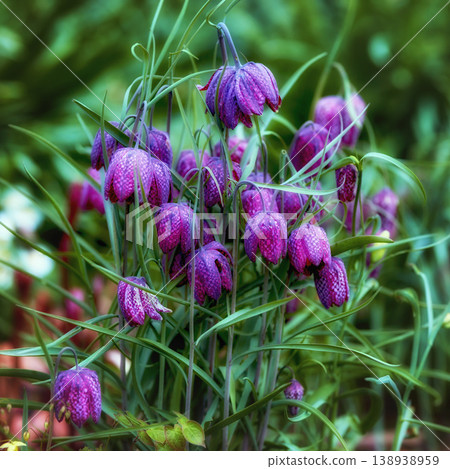 My garden. Magical purple chess flowers growing in a green meadow or forest. Stunning violet and pink blooms against a blurred background within nature. The mysterious and wild snake head fritillary. My garden. Magical purple chess flowers growing in a green meadow or forest. Stunning violet and pink blooms against a blurred background within nature. The mysterious and wild snake head fritillary. 138938959