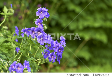 Himalayan cranesbill flowers growing in a field or botanical garden with copy space. Plants with vibrant leaves and violet petals blooming and blossoming in spring in a lush nature environment Himalayan cranesbill flowers growing in a field or botanical garden with copy space. Plants with vibrant leaves and violet petals blooming and blossoming in spring in a lush nature environment 138939083