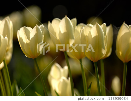 Yellow garden flowers growing against a black background. Closeup of didiers tulip from the tulipa gesneriana species with vibrant petals and green stems blooming in nature on a sunny day in spring Yellow garden flowers growing against a black background. Closeup of didiers tulip from the tulipa gesneriana species with vibrant petals and green stems blooming in nature on a sunny day in spring 138939084