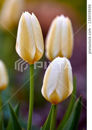Natural white closeup landscape view of tulips. Isolated group of flowers growing from stems with natural details. Green, yellow, beauty of plant showing growth on root in a blur background. 138939086