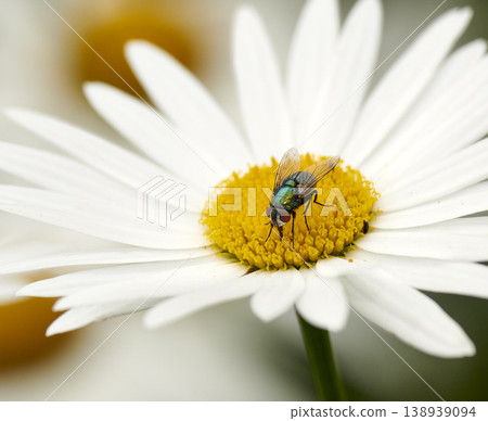 Common green bottle fly pollinating a white daisy flower. Closeup of one blowfly feeding off nectar from a yellow pistil center on a plant. Macro of a lucilia sericata insect and bug in an ecosystem Common green bottle fly pollinating a white daisy flower. Closeup of one blowfly feeding off nectar from a yellow pistil center on a plant. Macro of a lucilia sericata insect and bug in an ecosystem 138939094