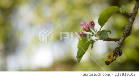 A beautiful apple flower tree blossoms during spring with copy space and a blurred nature background. Close up of pink Malus pumila plant blooming botanical backyard in natural environment in summer A beautiful apple flower tree blossoms during spring with copy space and a blurred nature background. Close up of pink Malus pumila plant blooming botanical backyard in natural environment in summer 138939102