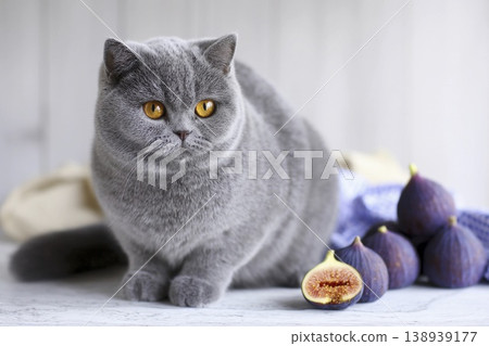 Charming shorthair cat relaxes on marble kitchen island with fresh figs nearby Generative AI Charming shorthair cat relaxes on marble kitchen island with fresh figs nearby Generative AI 138939177