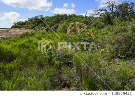 Calden forest grass landscape, La Pampa province, Patagonia, Argentina. Calden forest grass landscape, La Pampa province, Patagonia, Argentina. 138939421