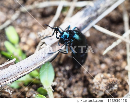 Close-up of the blister beetle and its habitat 138939458