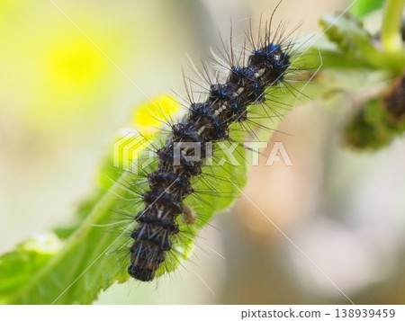 The larvae of the mulberry leaf moth, which feed on leaves. 138939459