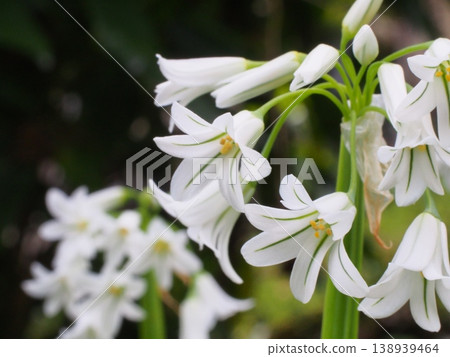 三角蔥（Allium triquetorum）特寫 138939464
