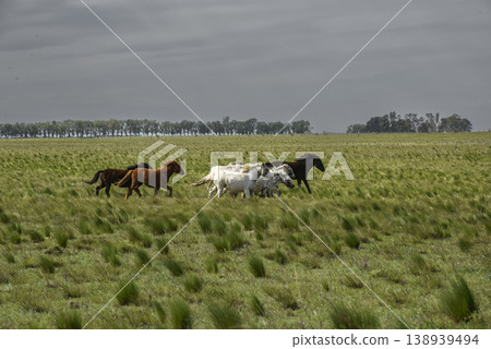 Herd of horses in the coutryside, La Pampa province, Patagonia,  Argentina. 138939494