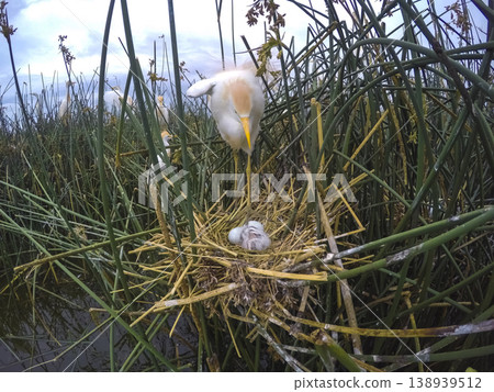 Cattle Egret, Bubulcus ibis, nesting, La Pampa Province, Patagonia, Argentina 138939512
