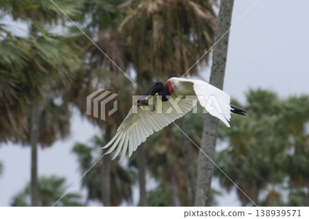Jabiru Stork, in a marsh environment Jabiru Stork, in a marsh environment 138939571