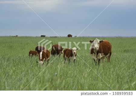 Countryside landscape with cows grazing, La Pampa, Argentina Countryside landscape with cows grazing, La Pampa, Argentina 138939583