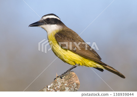 Great Kiskadee,  Pitangus sulphuratus, Calden forest, La Pampa, Argentina 138939844