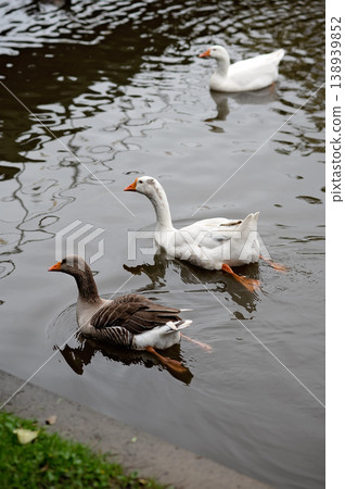 Three geese swimming in calm water with reflections and green grass on the shore 138939852