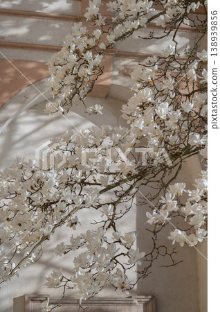 White magnolia flowers blooming on branches against a light-colored wall in a serene setting White magnolia flowers blooming on branches against a light-colored wall in a serene setting 138939856