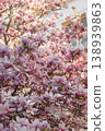 Pink magnolia flowers blooming on tree branches in spring sunlight against a building backdrop 138939863