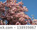 Pink magnolia tree in full bloom against a clear blue sky during spring season 138939867