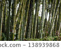 Dense bamboo grove with tall green stalks and lush foliage in natural outdoor setting 138939868