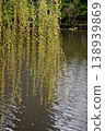 Green willow branches hanging over calm water surface in serene natural setting 138939869