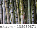 Close-up view of green bamboo stalks with varying textures and colors in natural setting 138939871