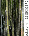 Dense bamboo grove with tall green stalks and lush foliage in natural forest setting 138939872