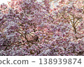 Blooming magnolia tree with pink and white flowers in springtime garden setting 138939874