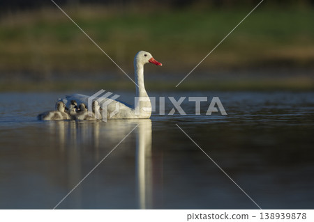 Coscoroba swans with chicks, La Pampa Coscoroba swans with chicks, La Pampa 138939878